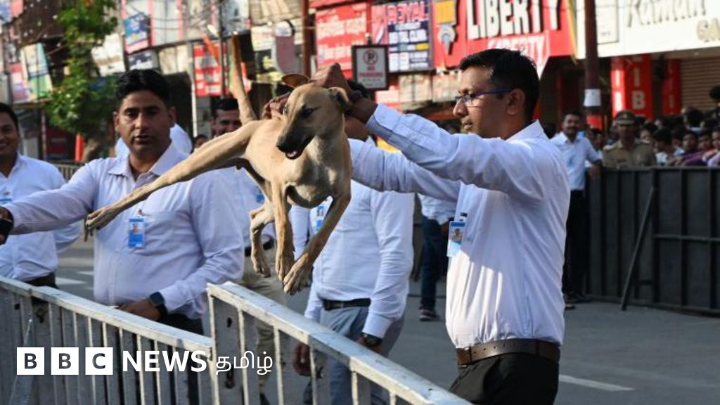 தெருநாய்கள்: உச்ச நீதிமன்ற புதிய உத்தரவால் தீர்வு கிடைக்குமா? - நடைமுறையில் உள்ள சவால்கள்