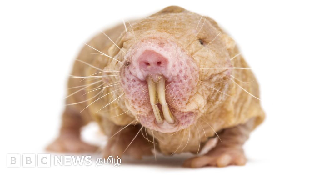 புற்றுநோயை எதிர்த்து வாழும் ‘நேக்கட் மோல்’ எலி: மனிதர்களின் நீண்ட ஆயுளுக்கான ஆய்வில் பலன் தருமா?