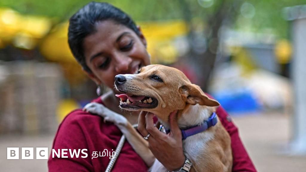 'தெருநாய் மட்டுமல்ல, வளர்ப்பு நாய்களாலும் பிரச்னைதான்' - தவறு எங்கே நடக்கிறது?