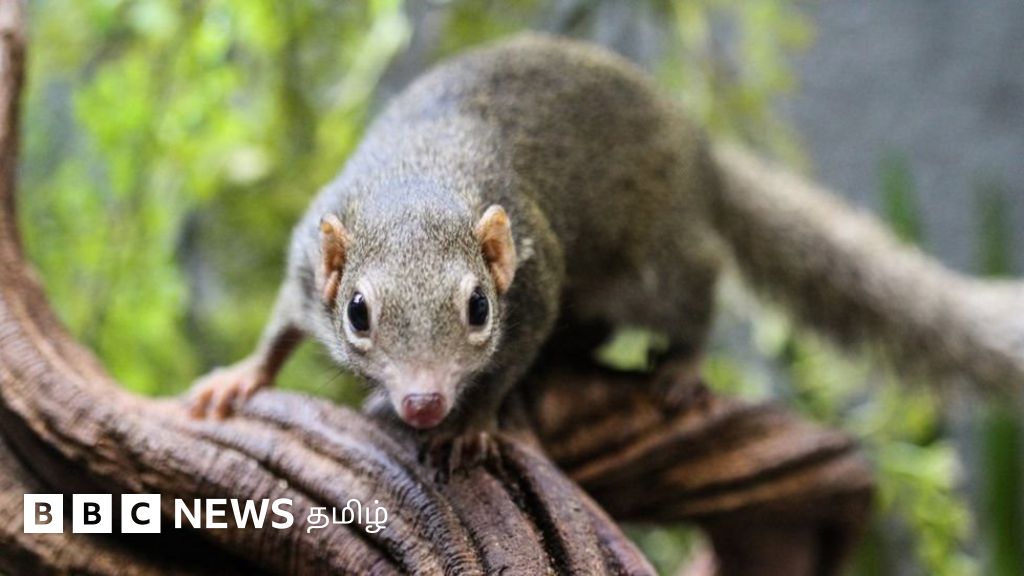 லாங்யா வைரஸ்: சீனாவில் பரவும் புதிய வைரஸால் உலகத்துக்கு ஆபத்தா?