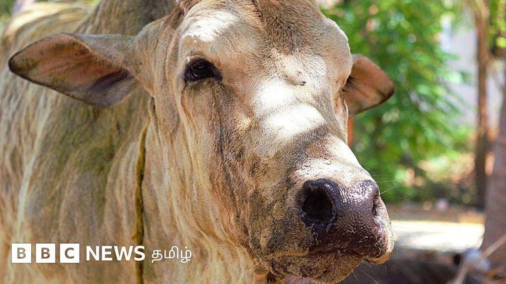 தமிழ்நாடு: மாடுகளுக்கு பரவும் பெரியம்மை நோய் மனிதர்களுக்கும் பரவுமா?