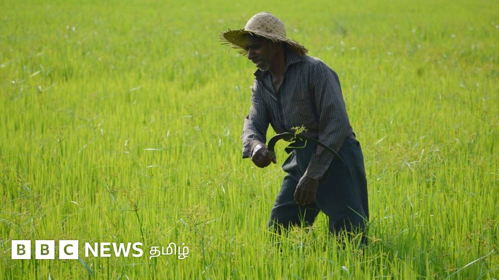 இலங்கையில் ரூ.1,500 விலையில் கிடைத்த யூரியா ரூ.42,500 ஆனது: நெல் விளைச்சல் என்ன ஆகும்?