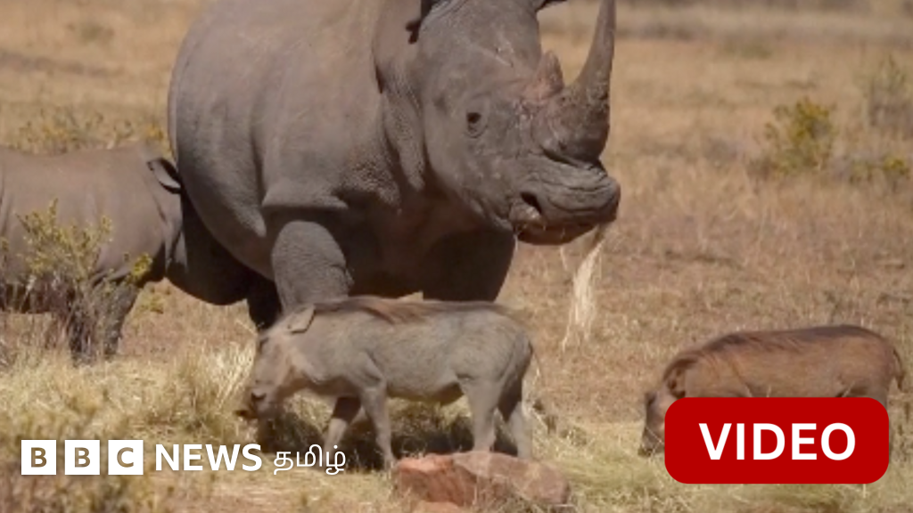 காண்டாமிருகத்தின் கொம்புகளுக்குள் கதிரியக்கப் பொருளை செலுத்தும் ஆய்வாளர்கள் 