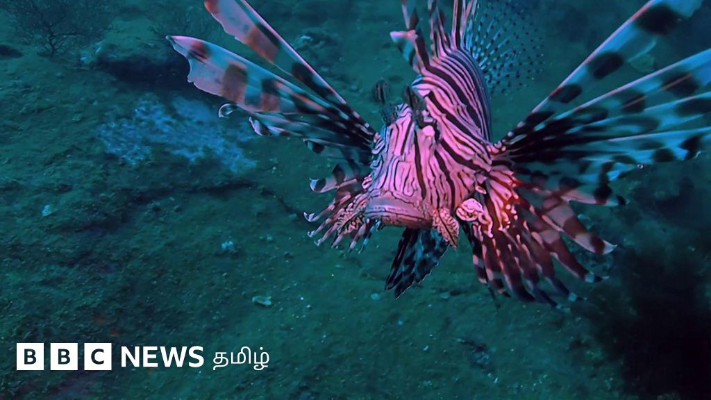 ஆழ்கடலில் அழகான ஆபத்து: தும்பி மீனை ஏன் கொல்ல விரும்புகிறார்கள்?