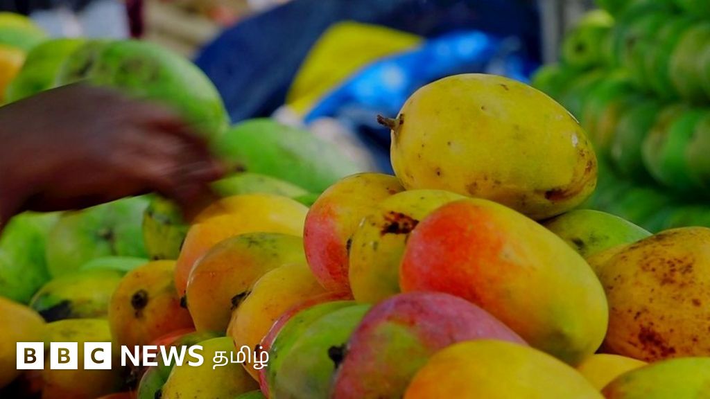 சேலம் மல்கோவா மாம்பழத்தின் வரத்து குறைவதற்கு காரணம் என்ன?