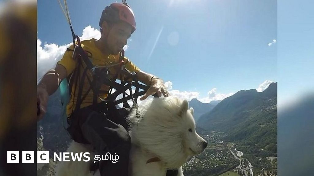 பாராகிளைடரில் பறக்கும் நாய்: வைரலாகும் வீடியோ