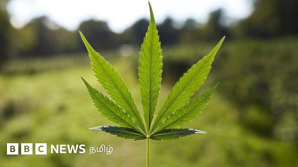 கஞ்சா சாகுபடி செய்ய அரசிடம் அனுமதி கேட்கும் மகாராஷ்டிரா விவசாயிகள் - கவலையளிக்கும் காரணம்