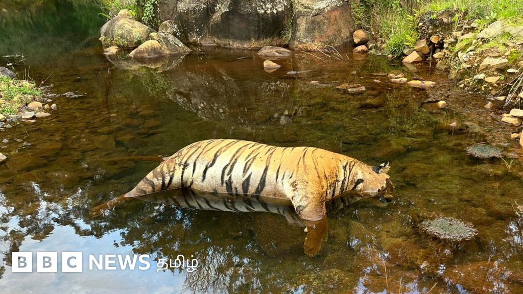 மாட்டுக்கறியில் விஷம் கலந்த விவசாயி: நீலகிரியில் அடுத்தடுத்து கொல்லப்படும் புலிகள்