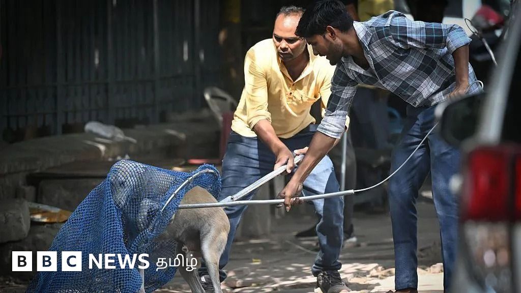 தெருநாய்களை ஒட்டுமொத்தமாக அகற்றினால் நகரங்கள் என்ன ஆகும்? 