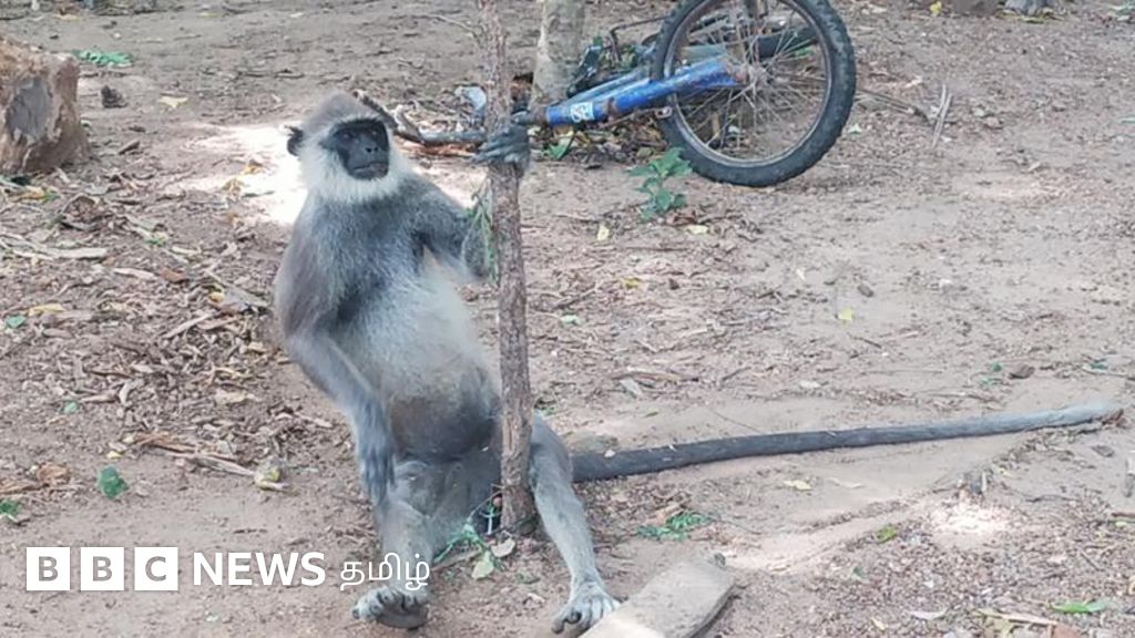 வாழ்விடமே இல்லாமல் போன 'தொங்கு மான்' - ஒரு தேசத்தால் கைவிடப்படும் விலங்கின் கதை