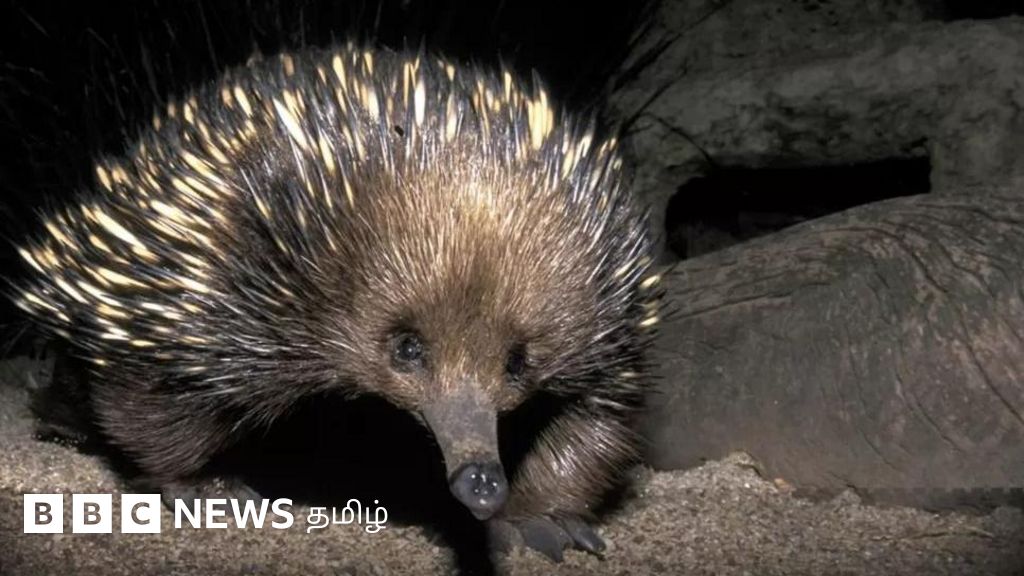 முள்ளம்பன்றி போல் இருக்கும் டைனோசர் கால விலங்கு இன்றும் வாழ்வதை கண்டுபிடித்த விஞ்ஞானிகள்