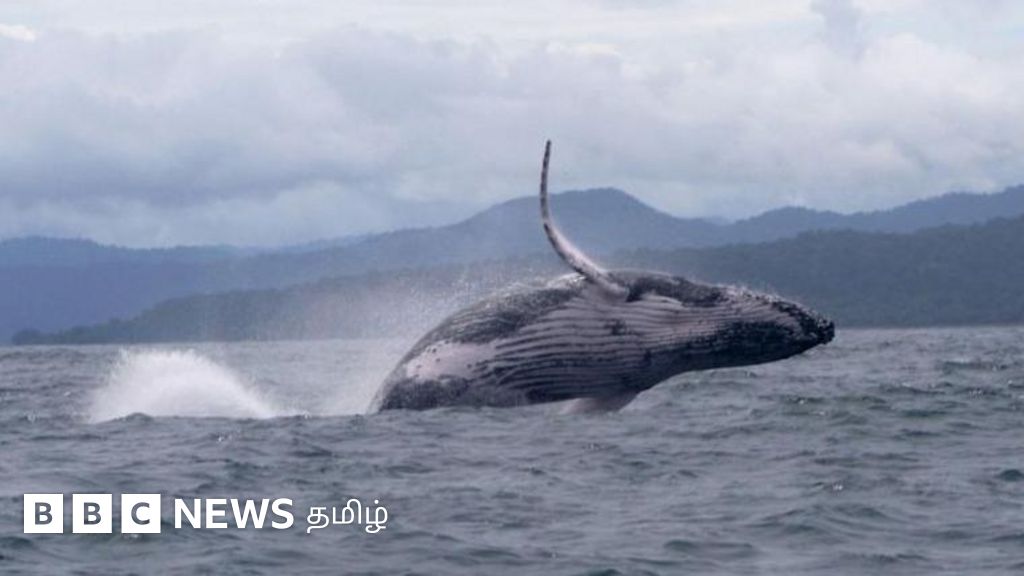 13,000 கி.மீ. தூரம் நீந்திச் சென்று விஞ்ஞானிகளை ஆச்சர்யத்தில் ஆழ்த்திய ஆண் திமிங்கலம் - என்ன காரணம்?