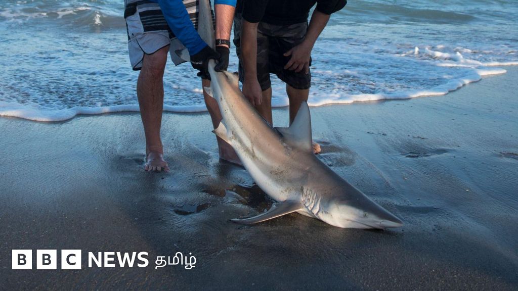 சுறா துடுப்பு கடத்தல்: இந்தியாவில்தான் கழிவு, வெளிநாடுகளில் எகிறும் விலை - ஏன் தெரியுமா?