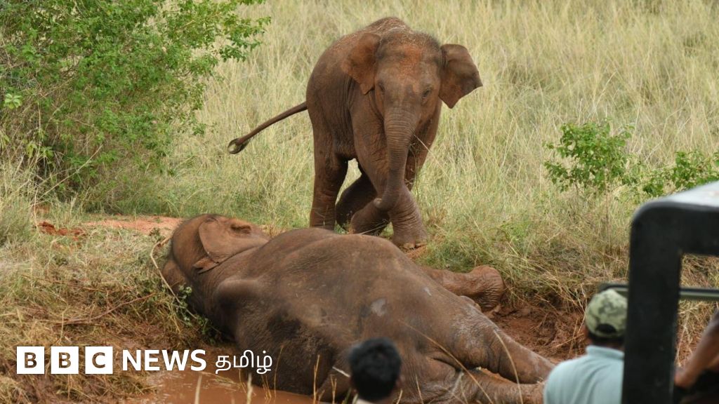 'வயிற்றில் 15 மாத சிசு, கூடவே ஏராளமான பிளாஸ்டிக் கழிவுகள்' - கர்ப்பிணி யானை மரணத்துக்கு யார் காரணம்? 