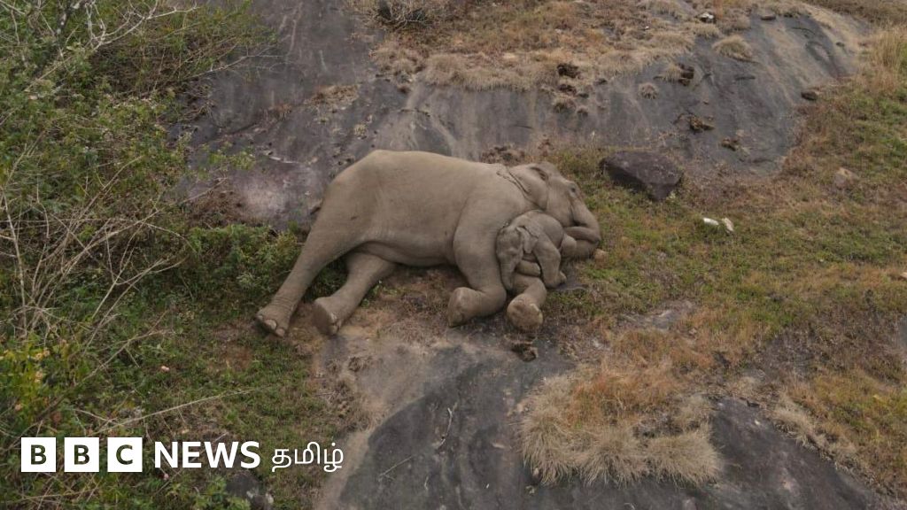 300 யானைகளில் தொலைந்த குட்டியின் தாயை வனத்துறை சரியாகக் கண்டுபிடித்தது எப்படி? - ஓர் உணர்ச்சிப்பூர்வமான கதை