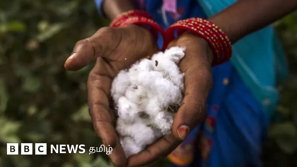 உச்சம் தொடும் பருத்தி விலை: திருப்பூரில் இரு நாள் வேலைநிறுத்தத்தில் ஈடுபடும் சங்கங்கள்
