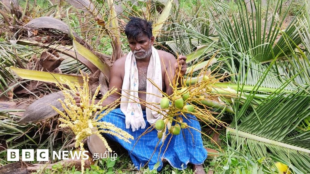 தென்னை விவசாயிகள் விரக்தி: கொள்முதல் விலை சரிவு மற்றும் செலவு அதிகரிப்பால் மரங்களை வெட்டும் நிலை