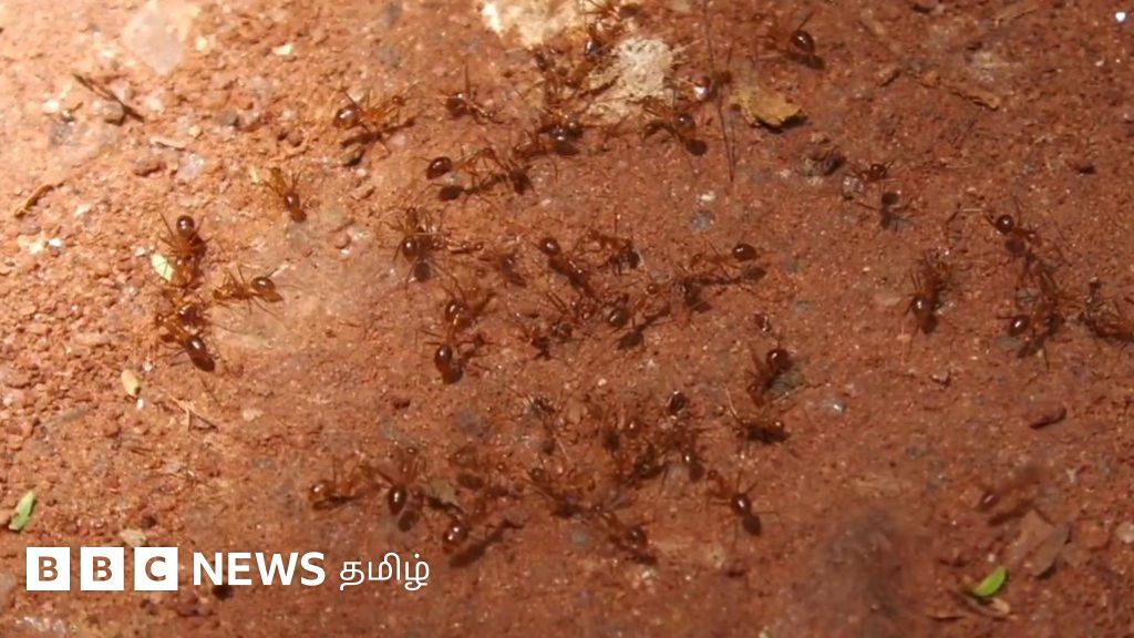 உயிருக்கு ஆபத்தை விளைவிக்கும் எறும்புகள் - திண்டுக்கலில் பெருகியது எப்படி?