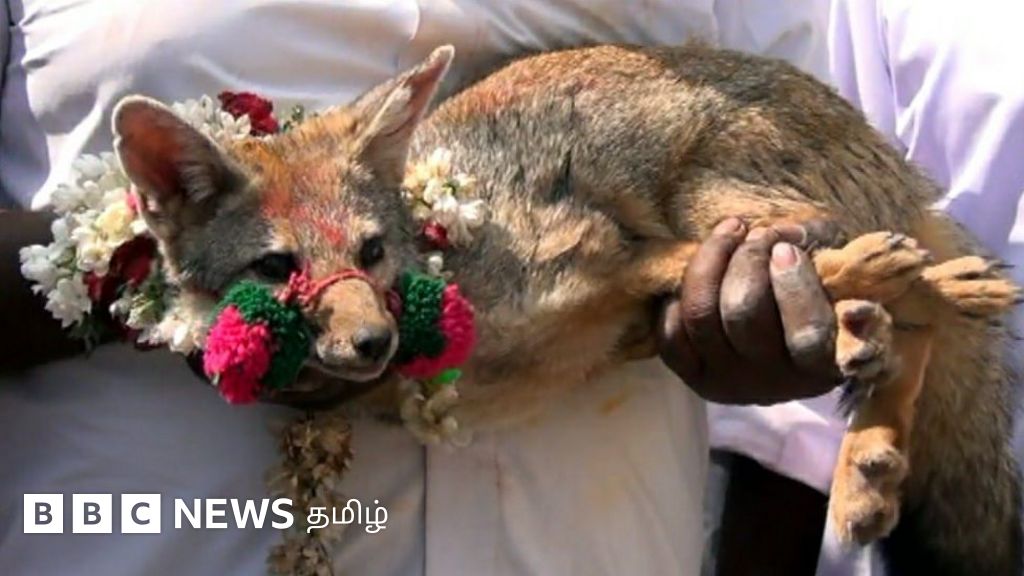 வங்காநரி ஜல்லிக்கட்டு: சேலத்தில் இப்படி ஒரு போட்டியா? கள உண்மை என்ன?