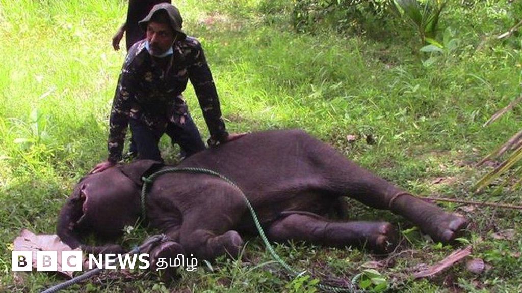 இலங்கையில் குட்டி யானைகளை பலி கொள்ளும் 'அவுட்டுக்காய்' - 10 ஆண்டுகளில் 587 யானைகள் உயிரிழப்பு