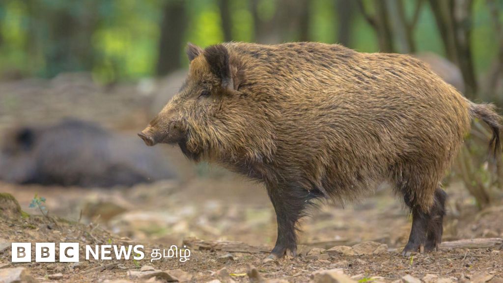 கேரளாவைப் போல காட்டுப்பன்றிகளை சுட்டுக்கொல்ல தமிழ்நாடு அரசு திட்டமிடுவது ஏன்?
