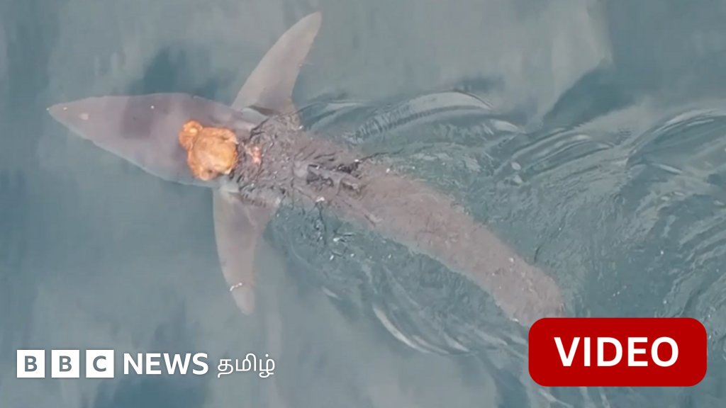 கடலில் சுறா முதுகில் ஆக்டோபஸ் பயணம் - ஆச்சரியத்தில் ஆராய்ச்சியாளர்கள் 