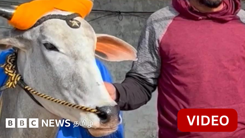 காணொளி: தமிழகம் போலவே பஞ்சாபிலும் நடக்கும் மாட்டு வண்டி பந்தயம்