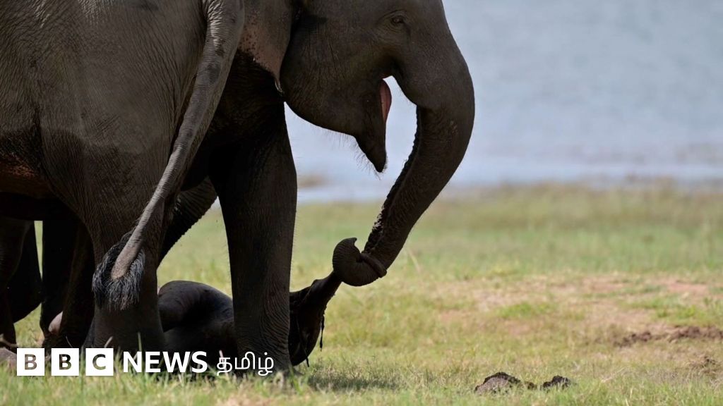 இறந்து போன குட்டியை 3 நாள் பிரியாத யானை - விலங்குகளும் துக்கம் அனுசரிக்குமா?