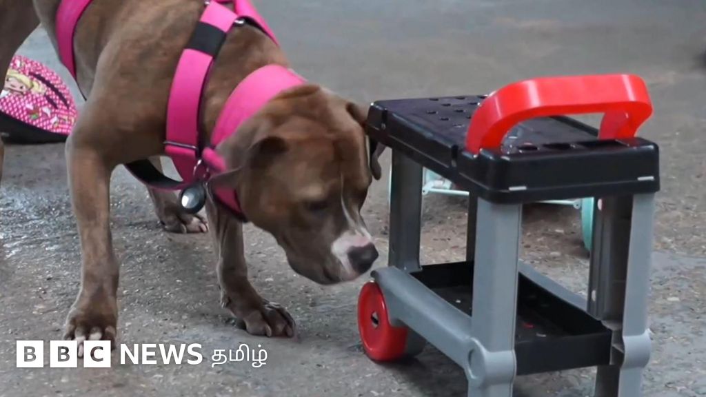 நடக்கவே முடியாமல் இருந்த வின்னி மோப்ப நாயாக மாற உதவிய சிகிச்சை