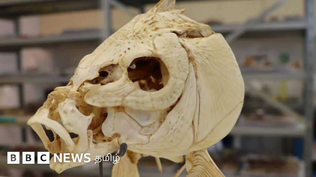 7,80,000 ஆண்டுகளுக்கு முன்பே மனிதர்கள் உணவு சமைத்ததற்கான ஆதாரங்கள்