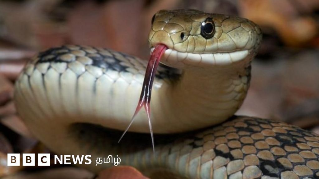 '10 அடிக்கு ஒரு பாம்பு': உலகில் அதிக பாம்பினங்கள் வாழும் முதல் 5 நாடுகள் எவை தெரியுமா?