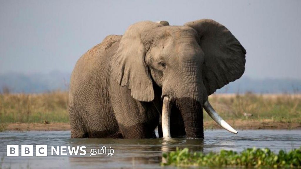 ஜிம்பாப்வே யானைகளை கொல்ல உத்தரவிட்டது ஏன்?  புத்திசாலியான இந்த விலங்கால் என்ன பிரச்னை?