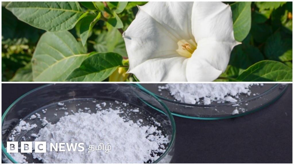 ஸ்கோபோலமைன்: யாரையும் எளிதில் வசப்படுத்தும் மருந்து மூலம் விநோத மோசடி - நகை, பணம் பறிபோவது எப்படி?