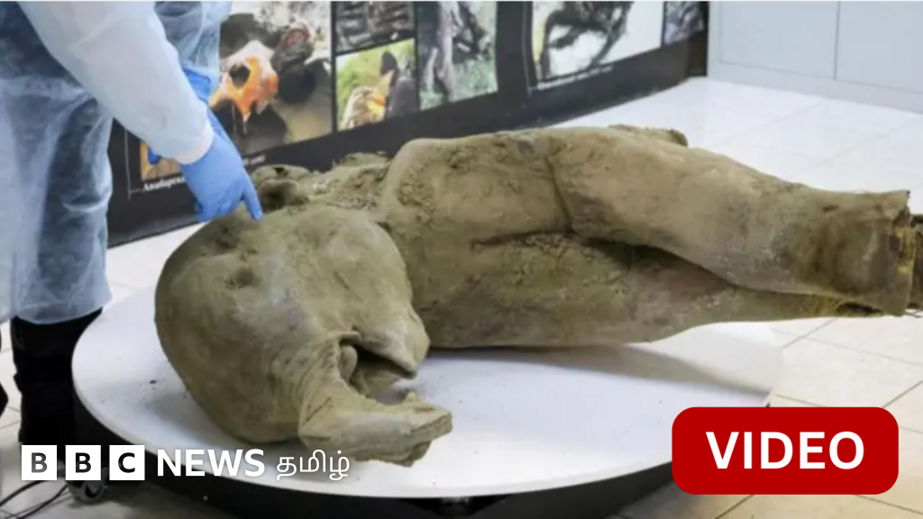 சைபீரியா: 50 ஆயிரம் ஆண்டுகள் பழமையான மம்மூத் யானைக் குட்டியின் உடலைக் கைப்பற்றிய ஆய்வாளர்கள்