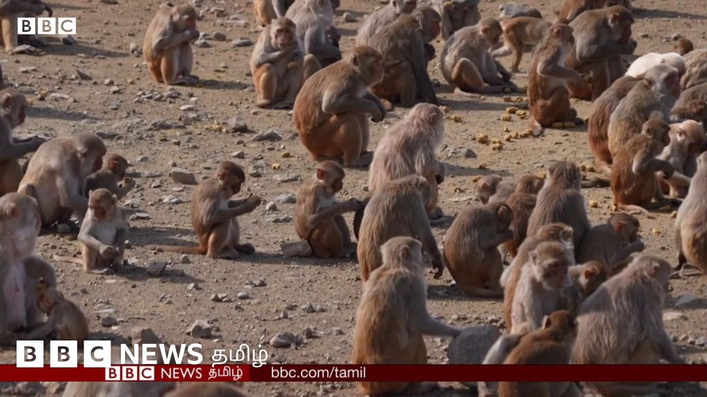 மனித இயல்புகளை புரிந்து கொள்ள உதவும் குரங்கு தீவு