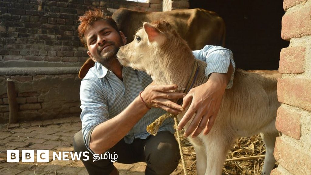 காதலர் தினம் vs பசு அணைப்பு தினம்: வைரலாகும் விவாதம்