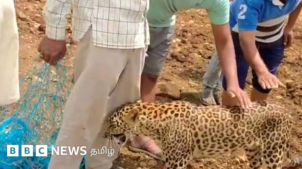 சிறுத்தையோடு செல்ஃபி எடுத்துக்கொண்ட கிராம மக்கள் - பிறகு என்ன நடந்தது?
