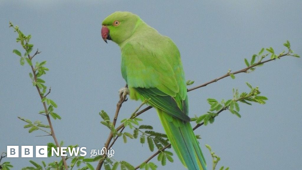 மக்கள் அறிவியல் திட்டம் மூலம் நீங்களும் காட்டுயிர் ஆய்வுகளில் ஈடுபடலாம் – எப்படி?