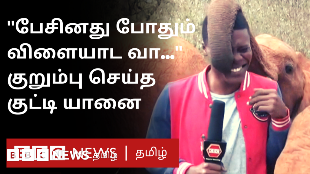 செய்தியாளரை பேசவிடாமல் வம்பிழுத்துக் கொண்டே இருந்த குட்டி யானை
