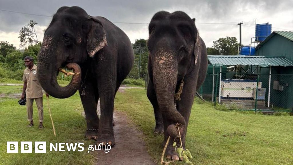 பாமா - காமாட்சி: முதுமலையில் 55 ஆண்டுகளாக இணை பிரியா தோழிகளாக உள்ள யானைகளின் சுவாரஸ்ய கதை