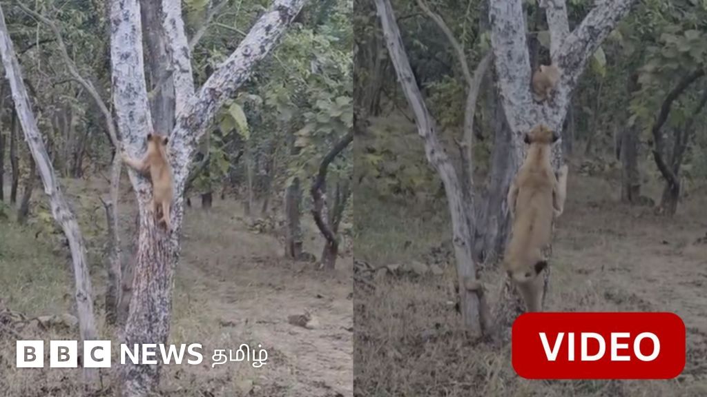 காணொளி: மரத்தில் ஏறிய குட்டி சிங்கம் - தாய் செய்தது என்ன?