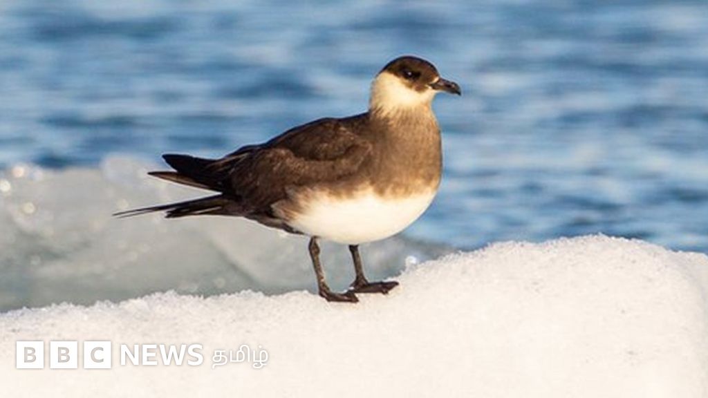 ஆர்க்டிக் ஸ்குவா: துருவப் பகுதியில் மட்டுமே காணப்படும் அரியவகைப் பறவை தமிழ்நாட்டுக்கு வந்தது எப்படி?