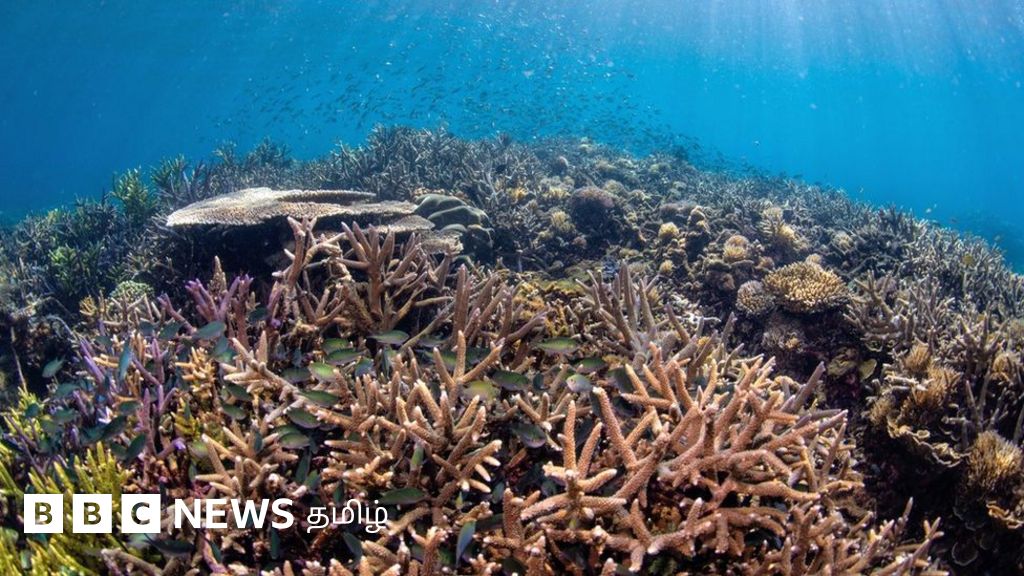 காலநிலை மாற்றம்: மீட்டுருவாக்கப்பட்ட பவளப்பாறையில் மீன்களின் ஓசை