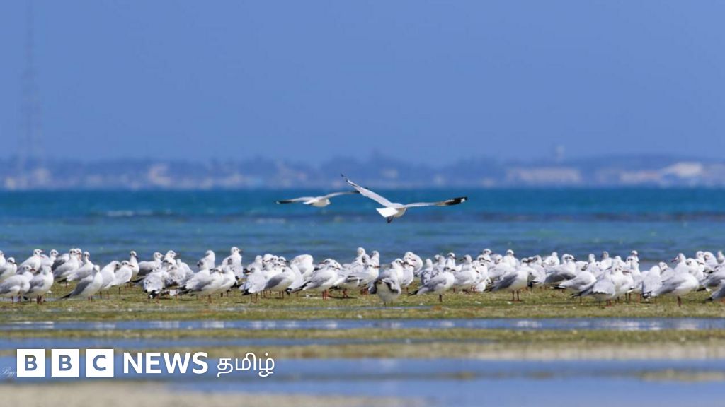 ராமேஸ்வரம்- தனுஷ்கோடி புதிய ரயில் பாதையால் பல்லுயிர் பெருக்கத்திற்கு ஆபத்தா?