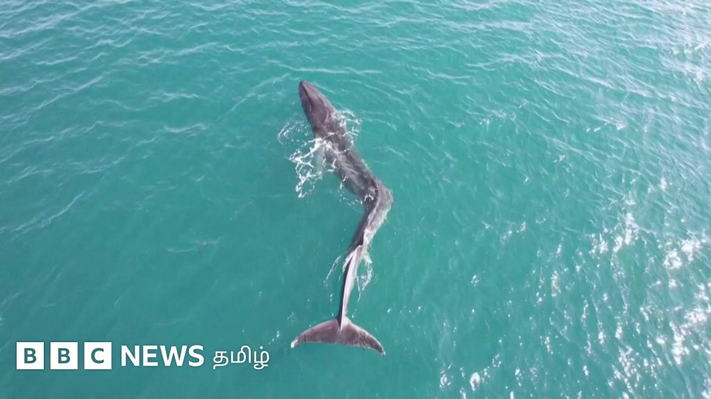 இந்த திமிங்கலத்துக்கு முதுகெலும்பு வளைந்திருப்பது ஏன்?