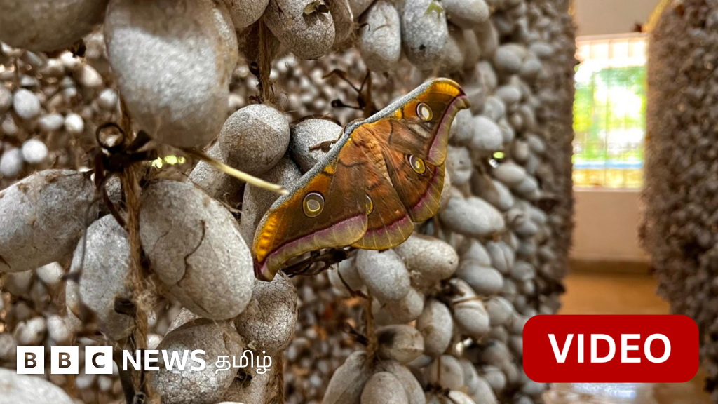 காணொளி: பட்டுப்புழுக்களை கொல்லாமலேயே தயாரிக்கப்படும் 'கருணை' பட்டு