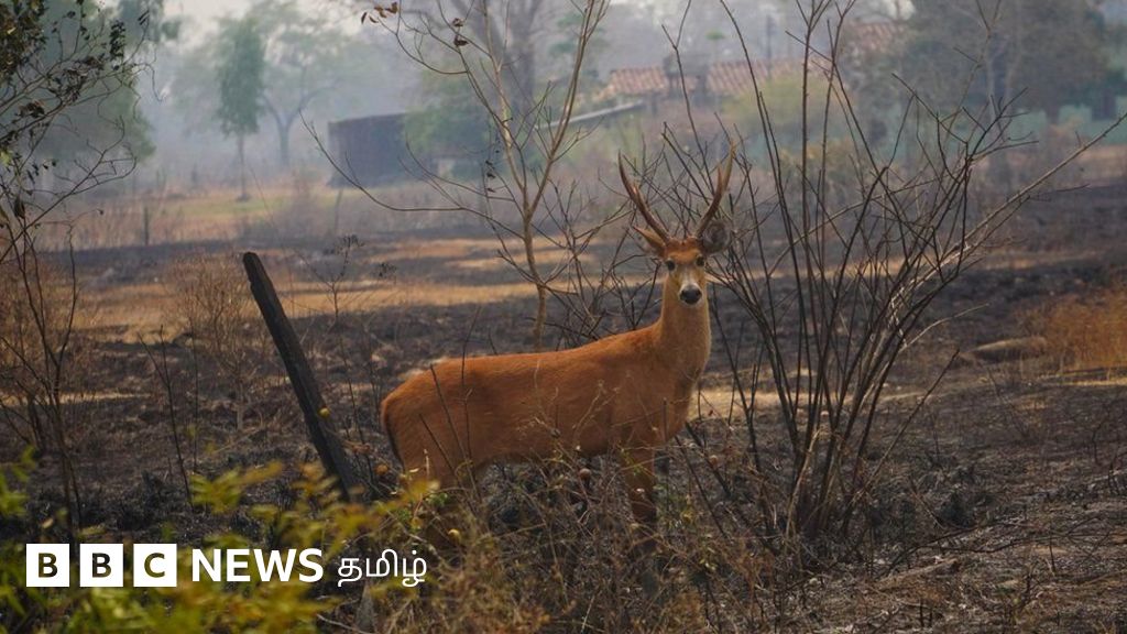 பிரேசின் காட்டுத் தீ சம்பவங்கள்: 1.7 கோடி உயிரினங்கள் பலி - மனித குலத்துக்கான எச்சரிக்கை