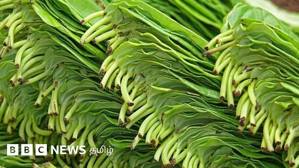 கும்பகோணம் வெற்றிலைக்கு புவிசார் குறியீடு தமிழ்நாடு வேளாண்மைப் பல்கலைக்கழகம் விண்ணப்பித்துள்ளது.