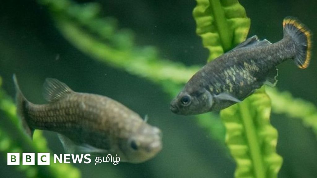 மெக்சிகோவில் அழிந்து விட்டதாகக் கருதப்பட்ட டெக்கீலா மீன் இனம் - மீண்டும் வந்த நம்பிக்கை கதை