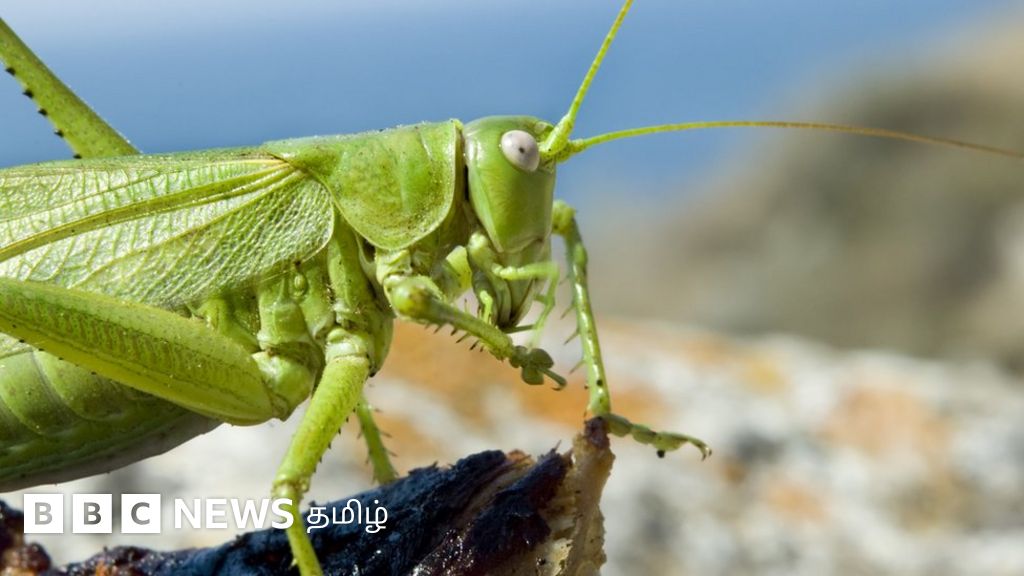 வெட்டுக்கிளிகள் உண்மையில் மாட்டிறைச்சிக்கு மாற்றாக முடியுமா?